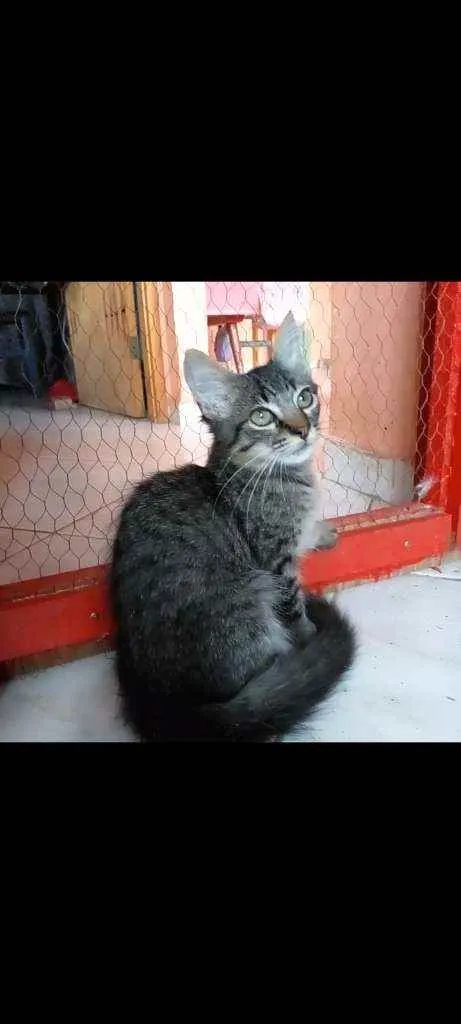 Gato ra a Srd idade 2 a 6 meses nome Anita
