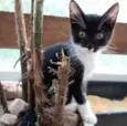 Luka