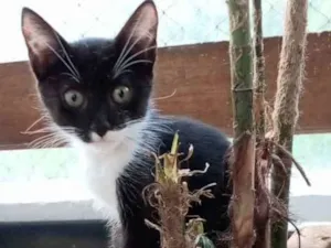 Gato raça Srd idade 2 a 6 meses nome Luka