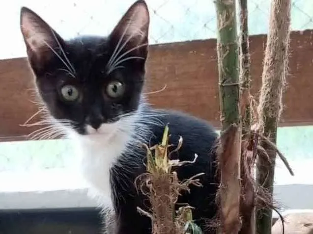 Gato ra a Srd idade 2 a 6 meses nome Luka