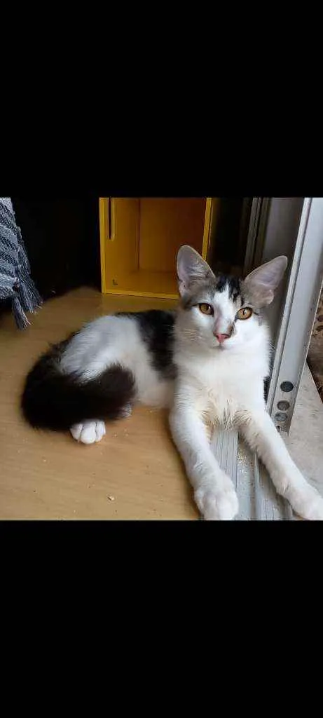 Gato ra a Srd idade 2 a 6 meses nome Natan