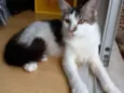 Natan