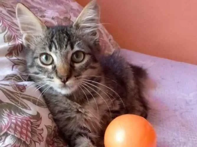 Gato ra a Srd idade 2 a 6 meses nome Anita