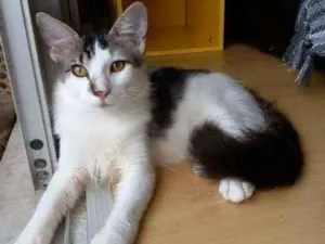 Gato raça Srd idade 2 a 6 meses nome Natan