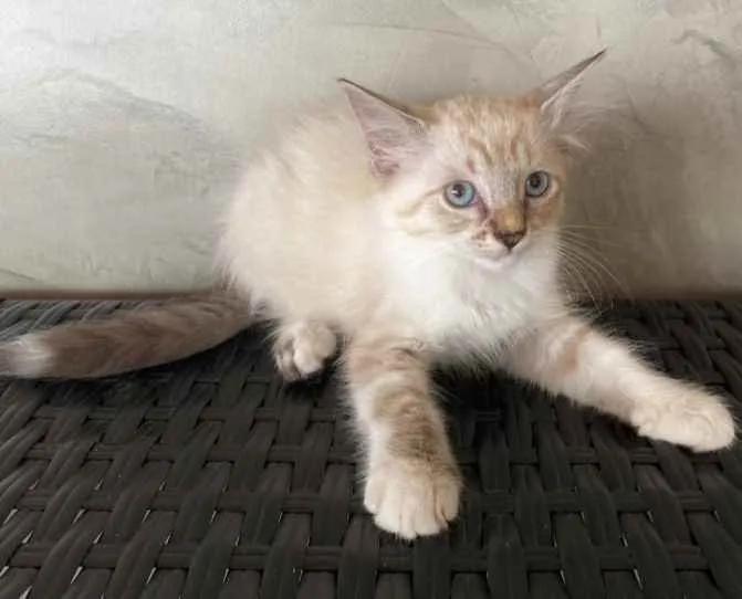 Gato ra a Srd idade 2 a 6 meses nome Teddy