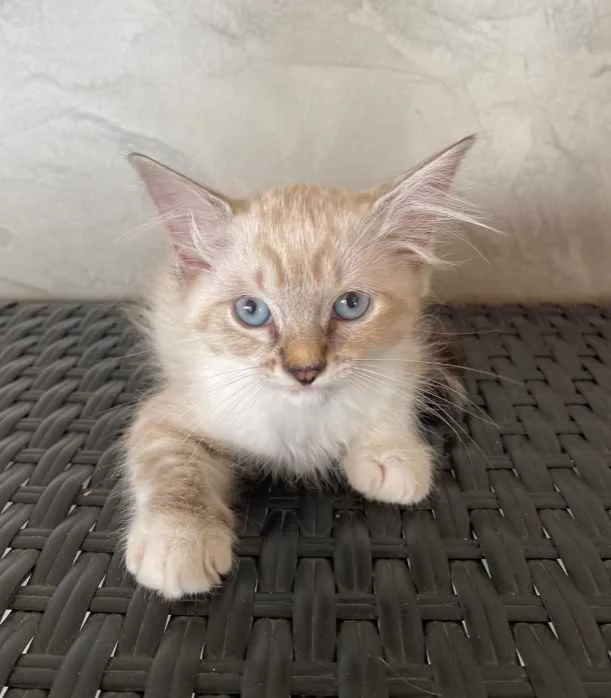 Gato ra a Srd idade 2 a 6 meses nome Teddy