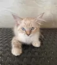 Teddy