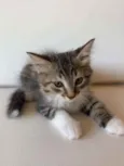 Fred