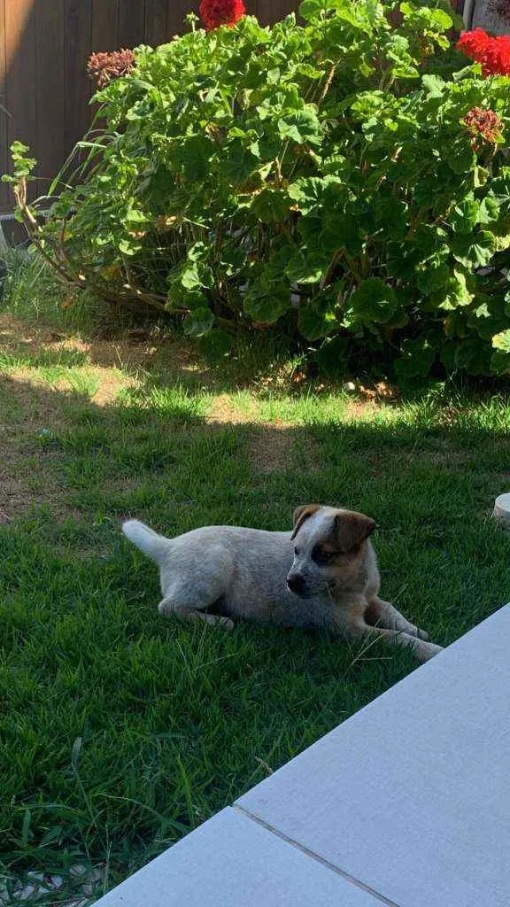 Cachorro ra a Srd idade Abaixo de 2 meses nome Teo