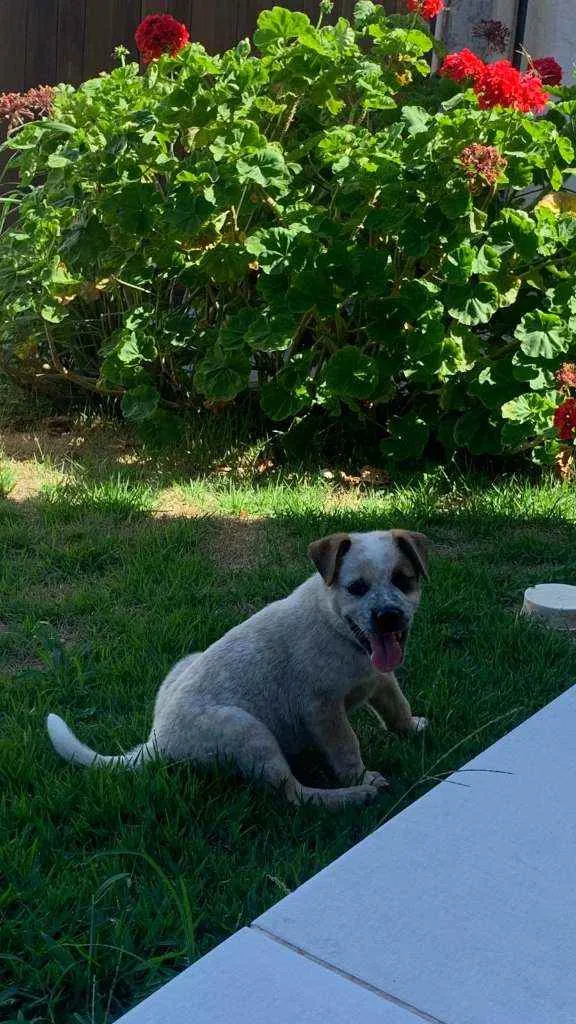 Cachorro ra a Srd idade Abaixo de 2 meses nome Teo