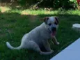 Teo