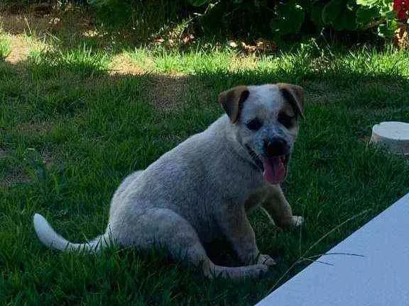 Cachorro ra a Srd idade Abaixo de 2 meses nome Teo