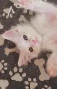 Nina