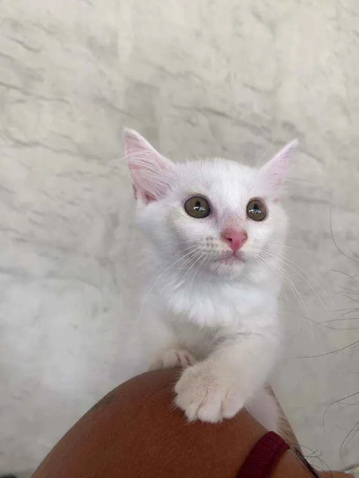 Gato ra a Srd idade 2 a 6 meses nome Nina
