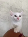 Nina