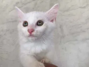Gato raça Srd idade 2 a 6 meses nome Nina