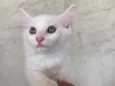 Nina