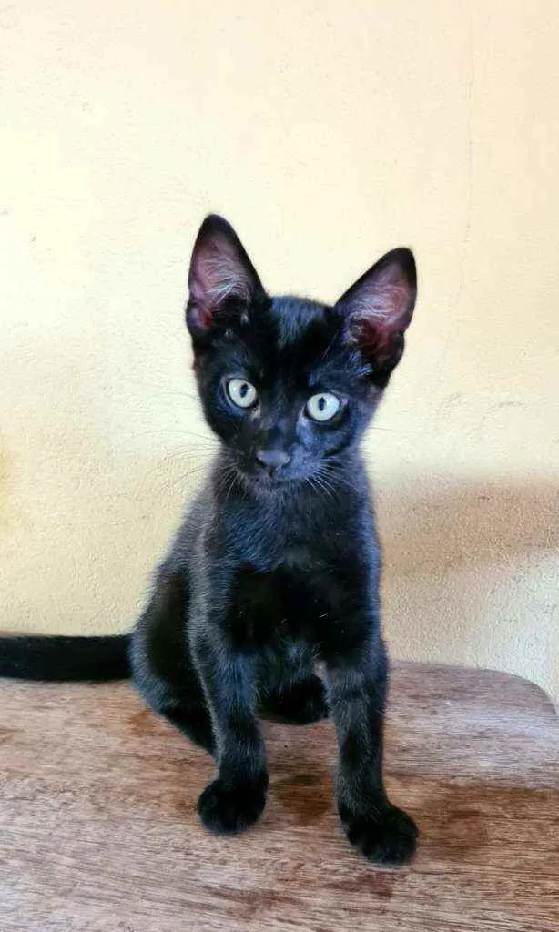 Gato ra a Sem raça definida (SRD) idade 2 a 6 meses nome Sem nome