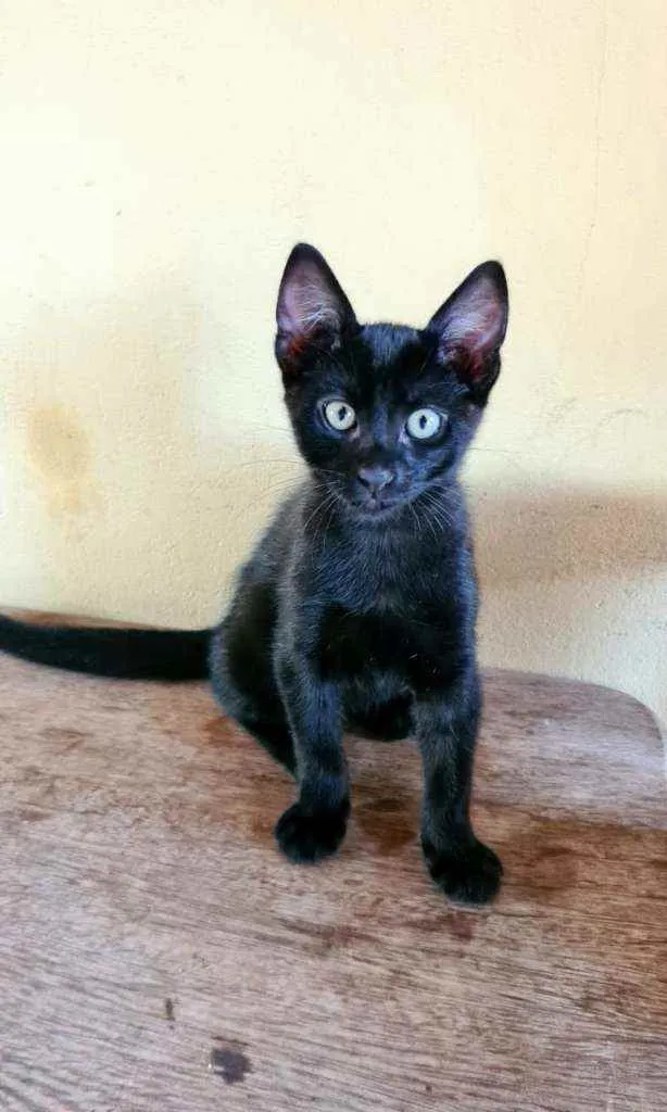 Gato ra a Sem raça definida (SRD) idade 2 a 6 meses nome Sem nome