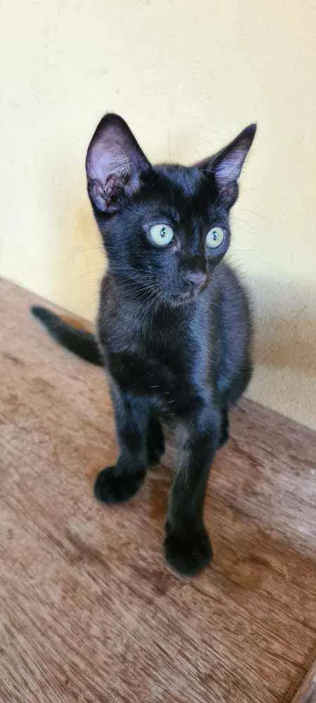 Gato ra a Sem raça definida (SRD) idade 2 a 6 meses nome Sem nome
