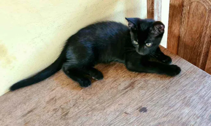 Gato ra a Sem raça definida (SRD) idade 2 a 6 meses nome Sem nome