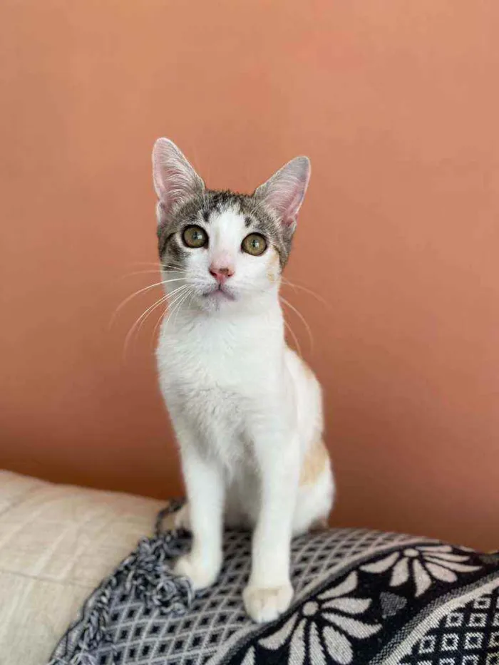 Gato ra a Srd idade 2 a 6 meses nome Mel