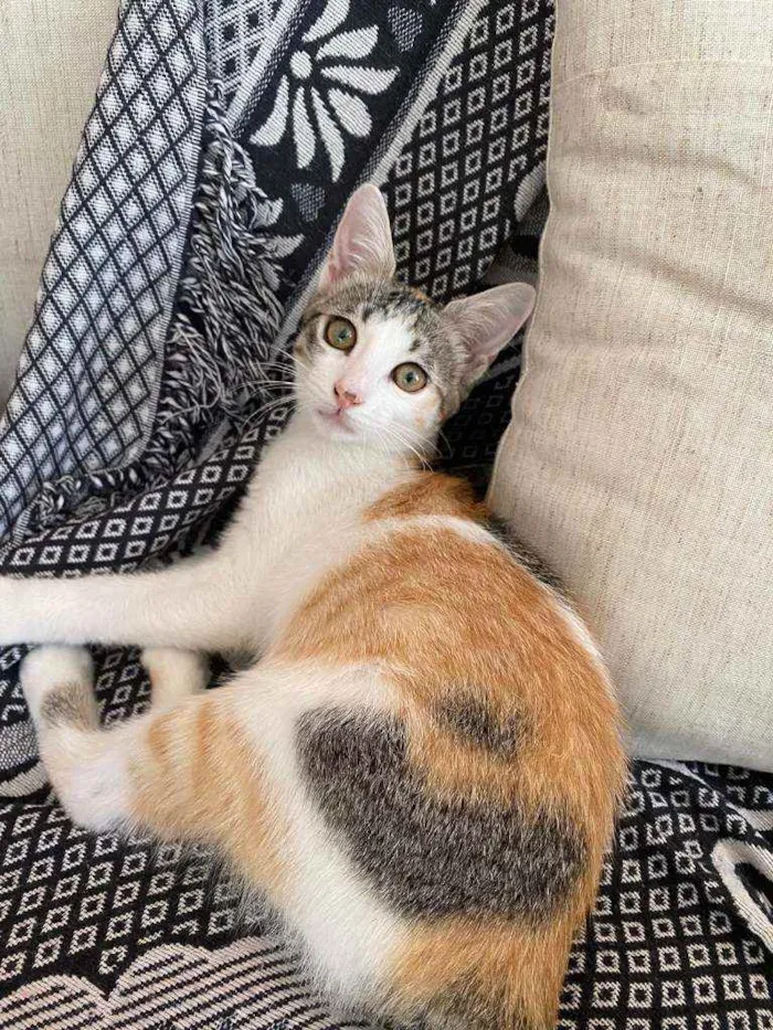 Gato ra a Srd idade 2 a 6 meses nome Mel