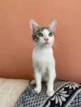 Mel