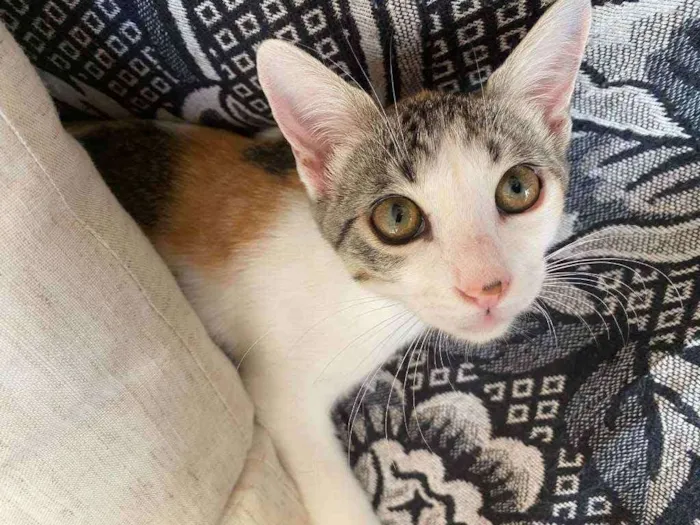 Gato ra a Srd idade 2 a 6 meses nome Mel