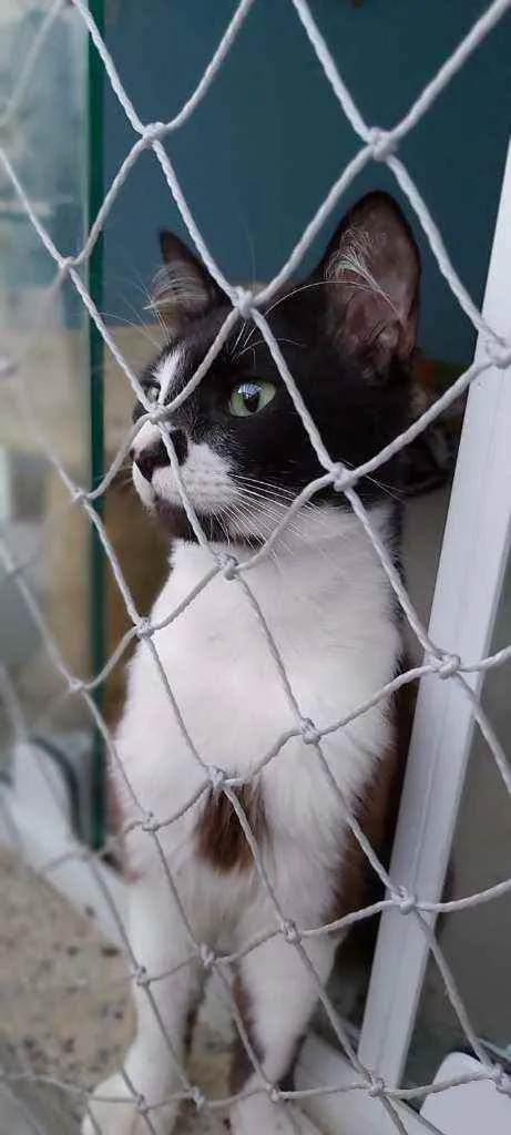 Gato ra a Srd idade 1 ano nome CHIQUINHO