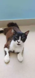 CHIQUINHO