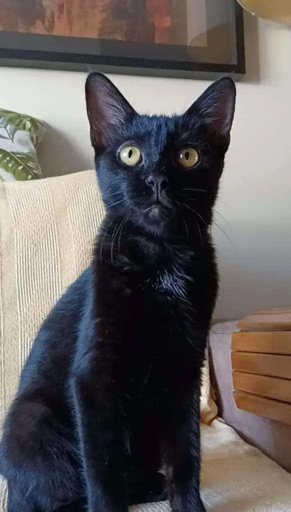 Gato ra a Srd idade 2 a 6 meses nome Liz
