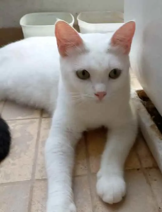 Gato ra a Srd idade 1 ano nome Maria