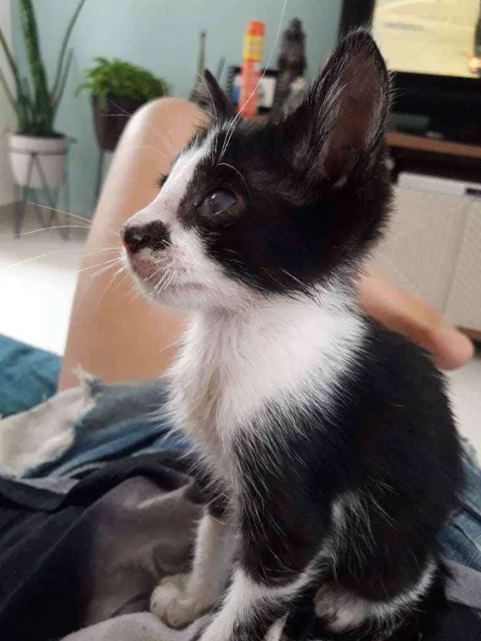 Gato ra a SRD idade 2 a 6 meses nome Sem nome