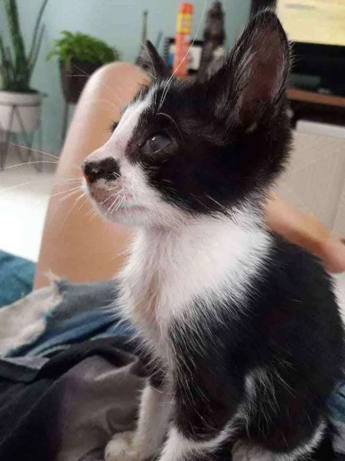 Gato ra a SRD idade 2 a 6 meses nome Sem nome