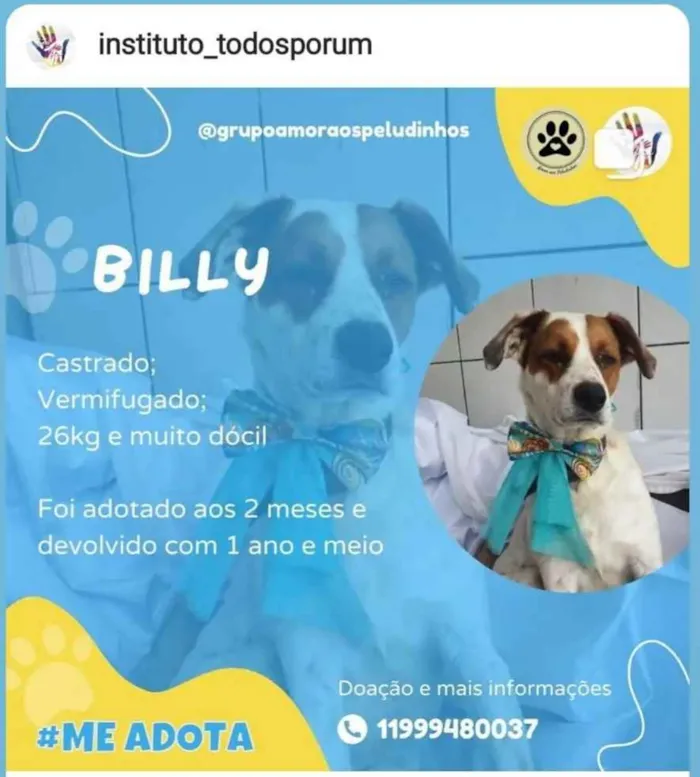 Cachorro ra a Sem raça definida idade 1 ano nome Billy