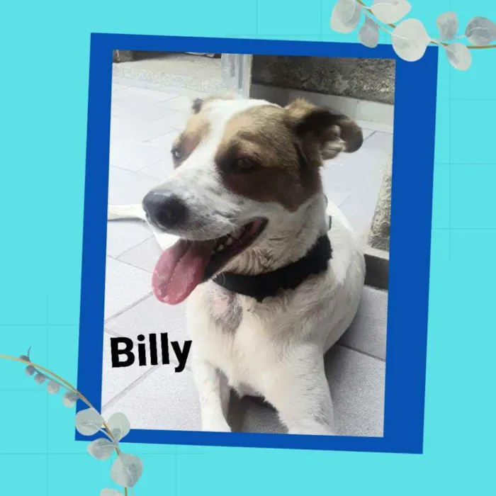 Cachorro ra a Sem raça definida idade 1 ano nome Billy