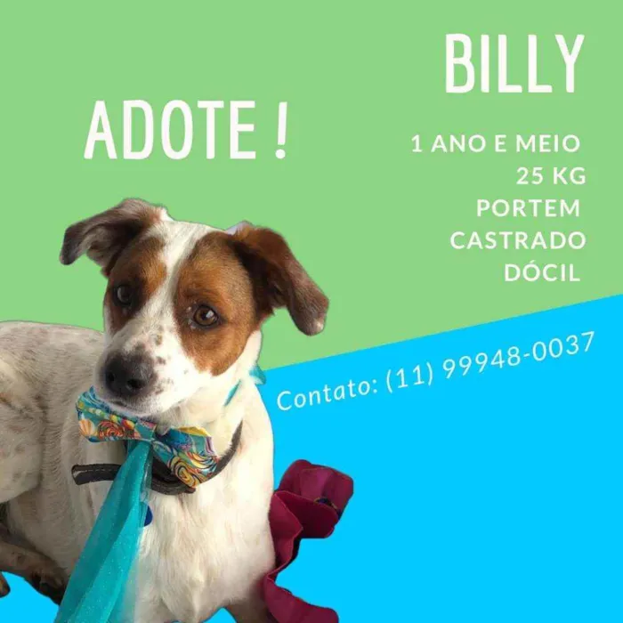 Cachorro ra a Sem raça definida idade 1 ano nome Billy