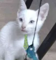 Floquinho 
