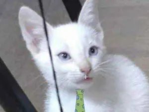 Gato raça Mestiço  idade 2 a 6 meses nome Floquinho 