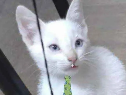 Gato ra a Mestiço  idade 2 a 6 meses nome Floquinho 