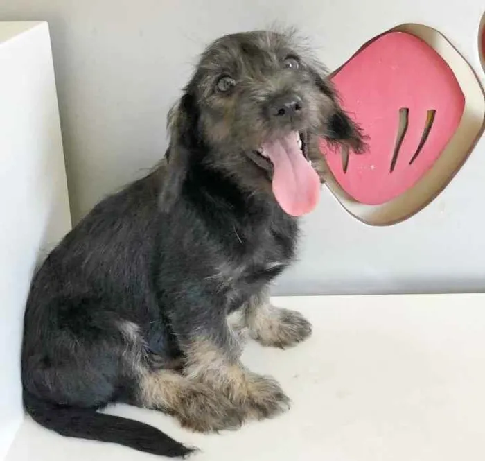 Cachorro raça SRD idade 2 a 6 meses nome ZYON