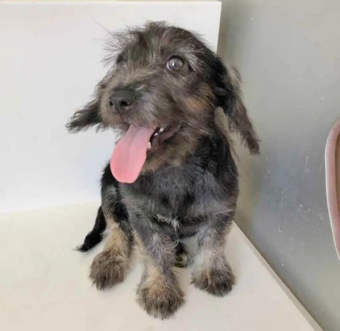 Cachorro raça SRD idade 2 a 6 meses nome ZYON