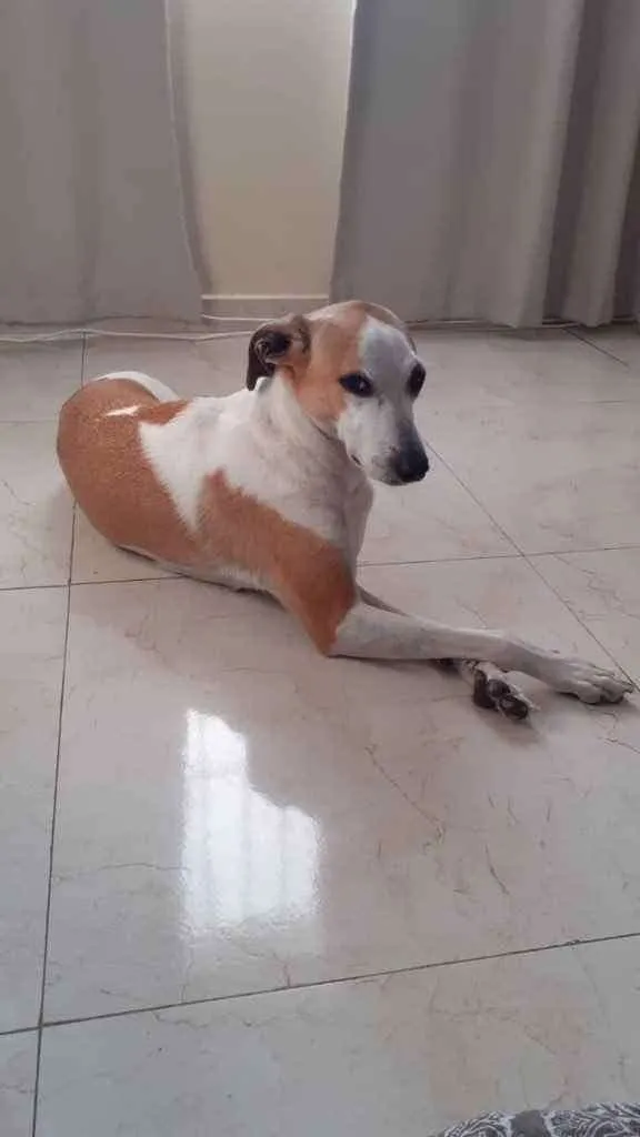 Cachorro ra a Vira-lata  idade 3 anos nome Maggie