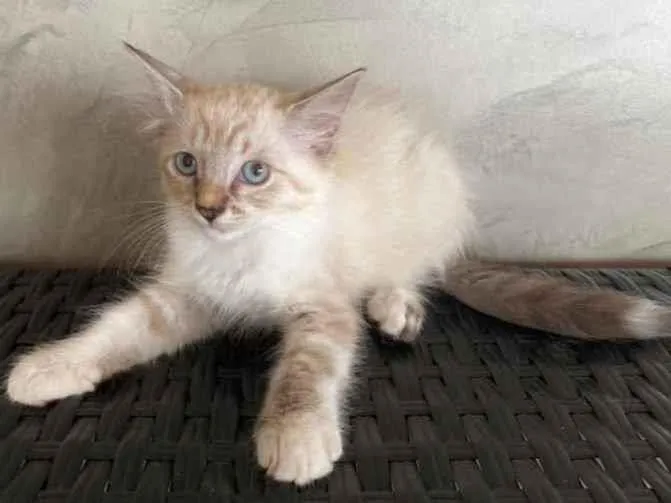 Gato ra a Srd idade 2 a 6 meses nome Teddy