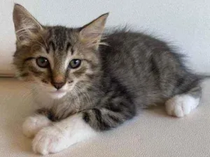 Gato raça Srd idade 2 a 6 meses nome Fred
