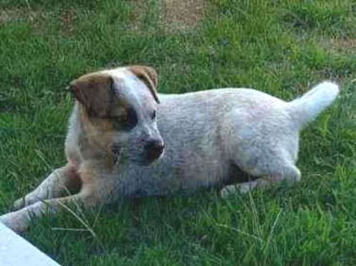 Cachorro ra a Srd idade Abaixo de 2 meses nome Teo