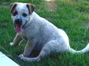 Cachorro raça Srd idade Abaixo de 2 meses nome Teo