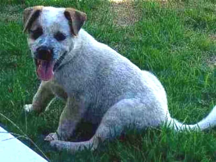 Cachorro ra a Srd idade Abaixo de 2 meses nome Teo