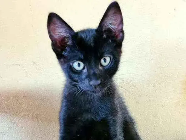 Gato ra a Sem raça definida (SRD) idade 2 a 6 meses nome Sem nome